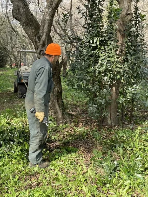 On prépare la saison prochaine au camping de la ferme d’alzetta à Porto Vecchio. Taille des arbres et des arbustes pour enlever toutes les herbes parasites. Cette année peu d’eau sur la ferme les sources ne coulent pas , Porto-Vecchio, La Ferme d'Alzetta