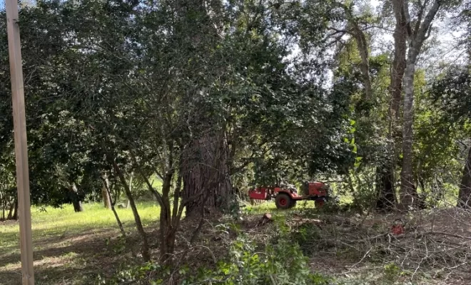 On prépare la saison prochaine au camping de la ferme d’alzetta à Porto Vecchio. Taille des arbres et des arbustes pour enlever toutes les herbes parasites. Cette année peu d’eau sur la ferme les sources ne coulent pas , Porto-Vecchio, La Ferme d'Alzetta